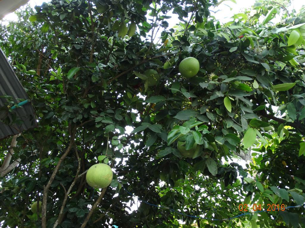 Yellow House Homestay Hội An Buitenkant foto