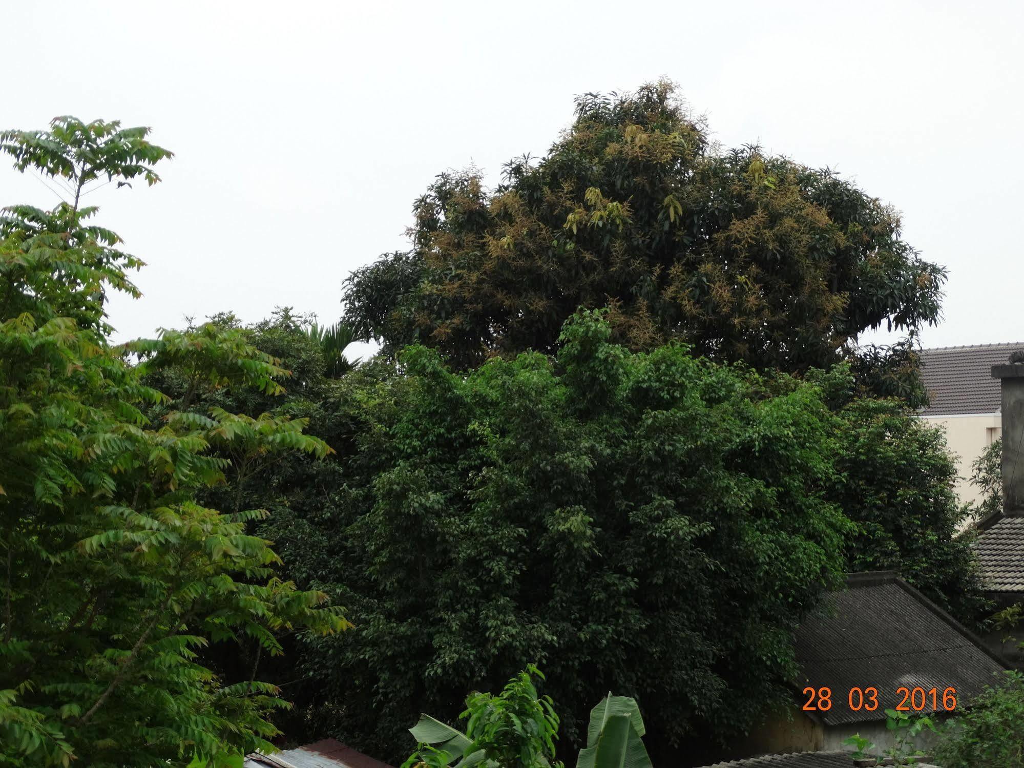 Yellow House Homestay Hội An Buitenkant foto